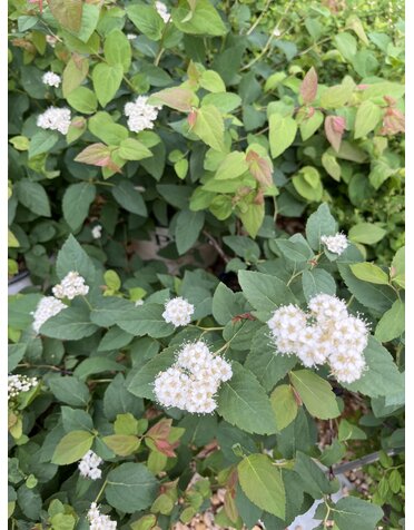 Proven Winner Spirea, Spiraea media 'SMSMBK' Double Play® Blue Kazoo® 3G