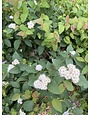 Proven Winner Spirea, Spiraea media 'SMSMBK' Double Play® Blue Kazoo® 3G