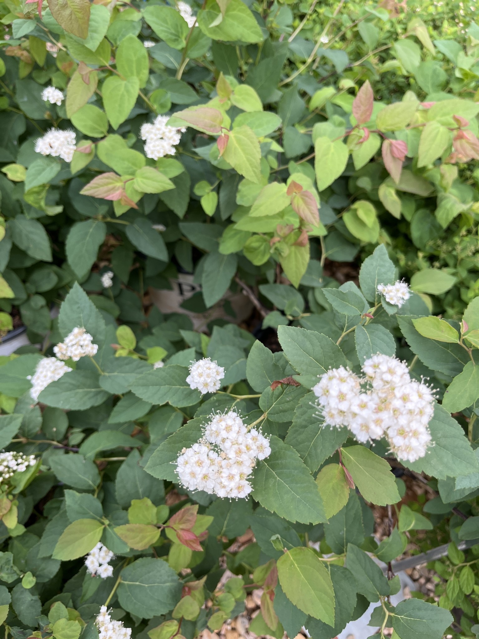 Proven Winner Spirea, Spiraea media 'SMSMBK' Double Play® Blue Kazoo® 3G