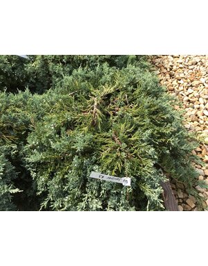 Juniper, Juniperus horizontalis 'Wiltonii' Blue Rug 3G