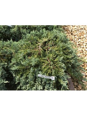Juniper, Juniperus horizontalis 'Wiltonii' Blue Rug 3G