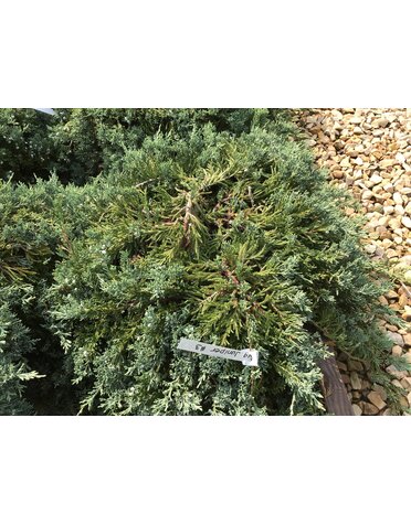 Juniper, Juniperus horizontalis 'Wiltonii' Blue Rug 3G