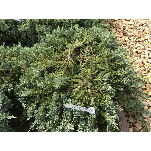 Juniper, Juniperus horizontalis 'Wiltonii' Blue Rug 3G
