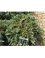 Juniper, Juniperus horizontalis 'Wiltonii' Blue Rug 3G