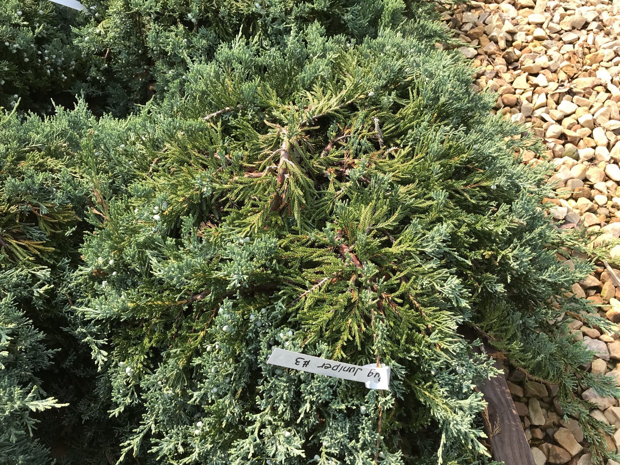 Juniper, Juniperus horizontalis 'Wiltonii' Blue Rug 3G