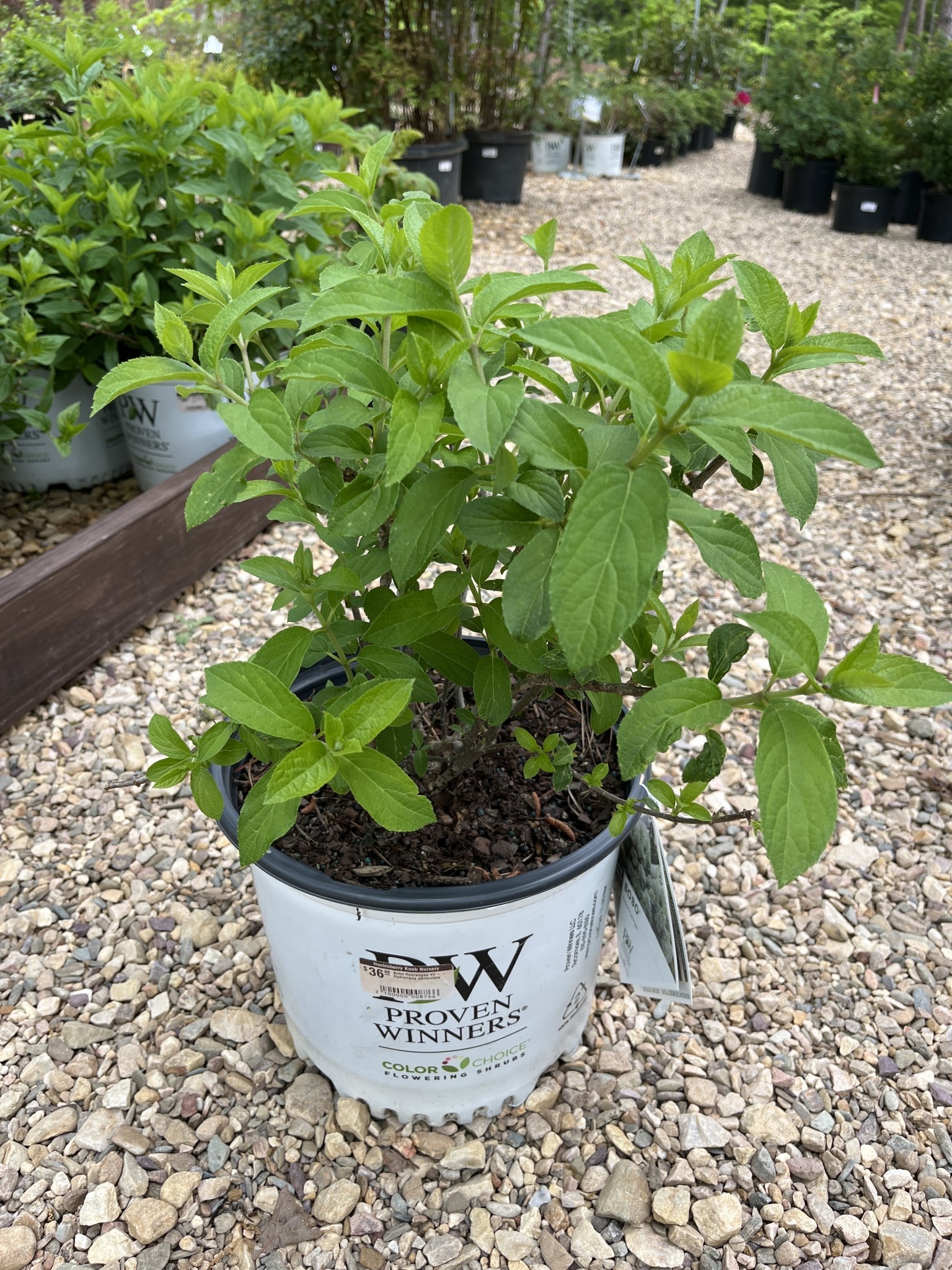 Proven Winner Hydrangea, Hydrangea paniculata 'ILVOBO' BOBO® 3G