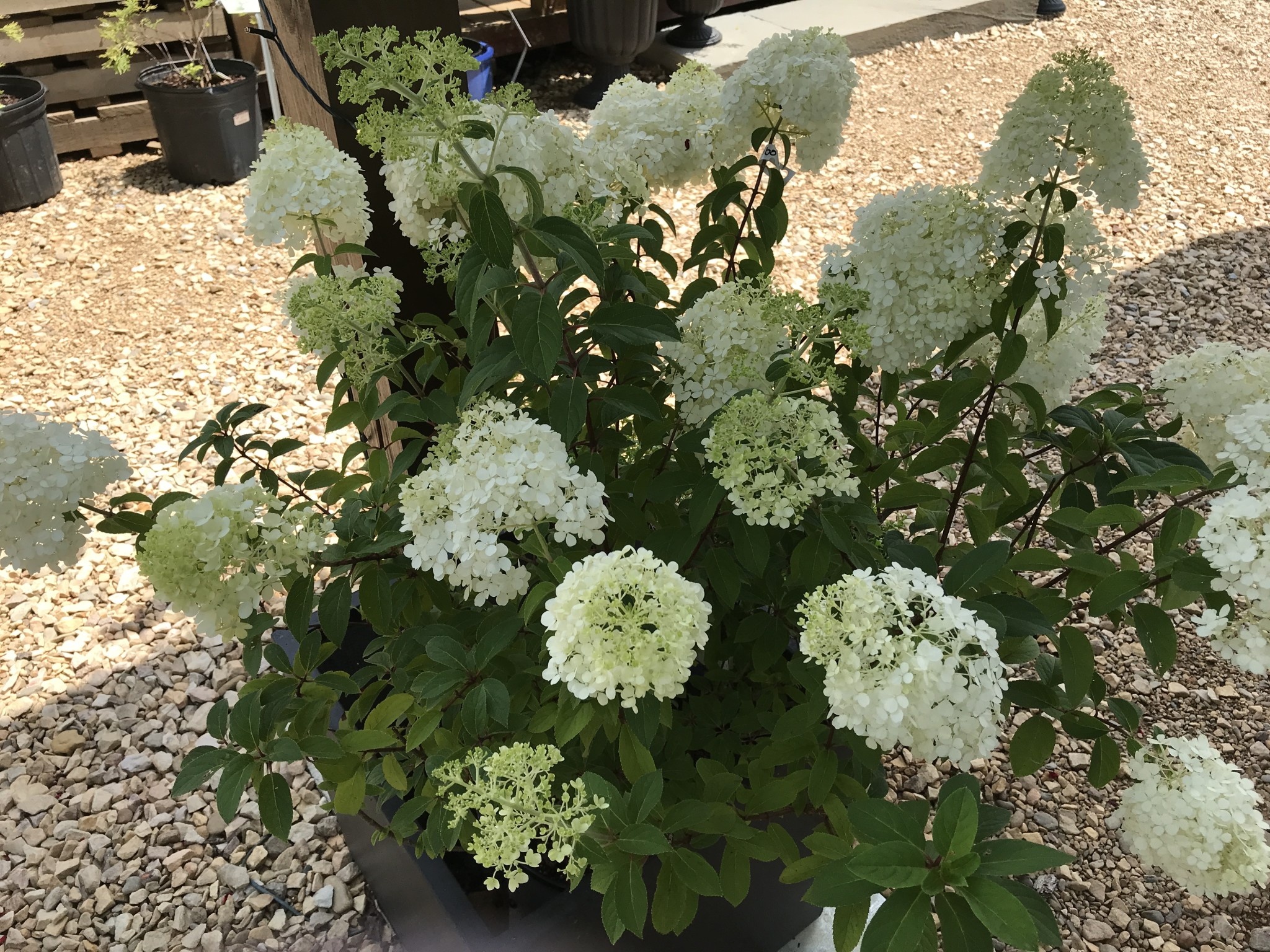 Proven Winner Hydrangea, Hydrangea paniculata 'ILVOBO' BOBO® 3G