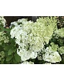 Proven Winner Hydrangea, Hydrangea paniculata 'ILVOBO' BOBO® 3G