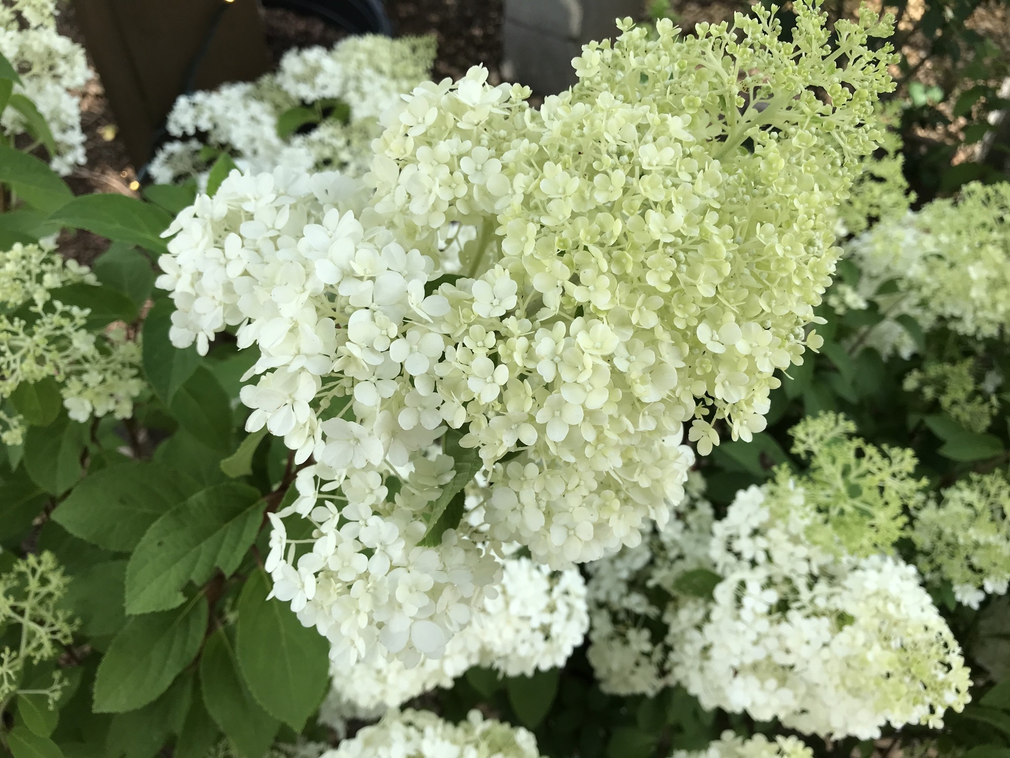 Proven Winner Hydrangea, Hydrangea paniculata 'ILVOBO' BOBO® 3G