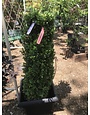 Boxwood, Buxus sempervirens 'Fastigiata' 30-36"