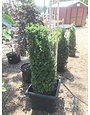 Boxwood, Buxus sempervirens 'Fastigiata' 30-36"