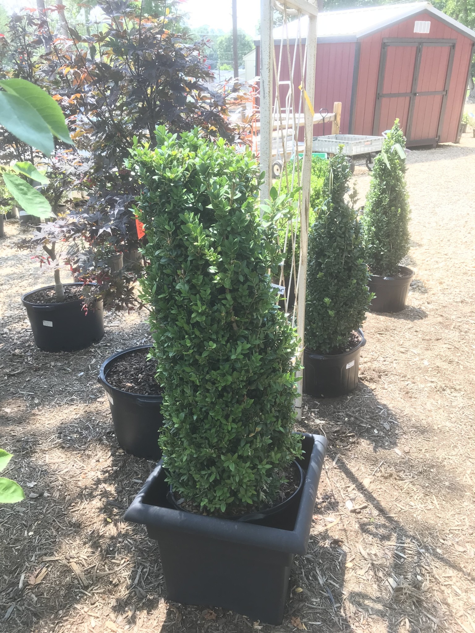 Boxwood, Buxus sempervirens 'Fastigiata' 30-36"