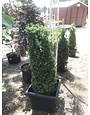 Boxwood, Buxus sempervirens 'Fastigiata' 30-36"