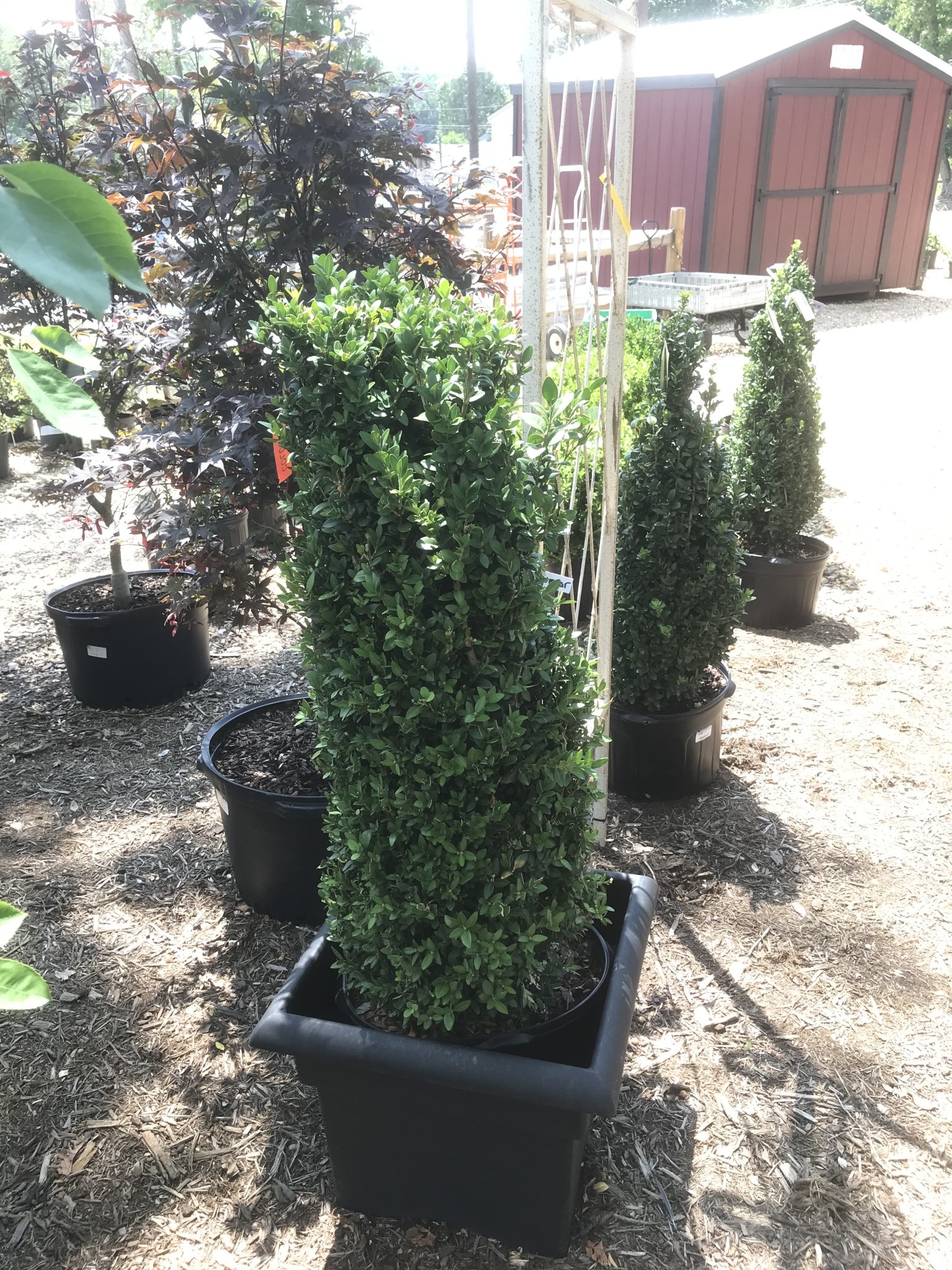 Boxwood, Buxus sempervirens 'Fastigiata' 30-36"