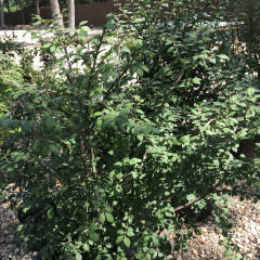 Dwarf Burning Bush- Euonymus alatus 'Compactus'