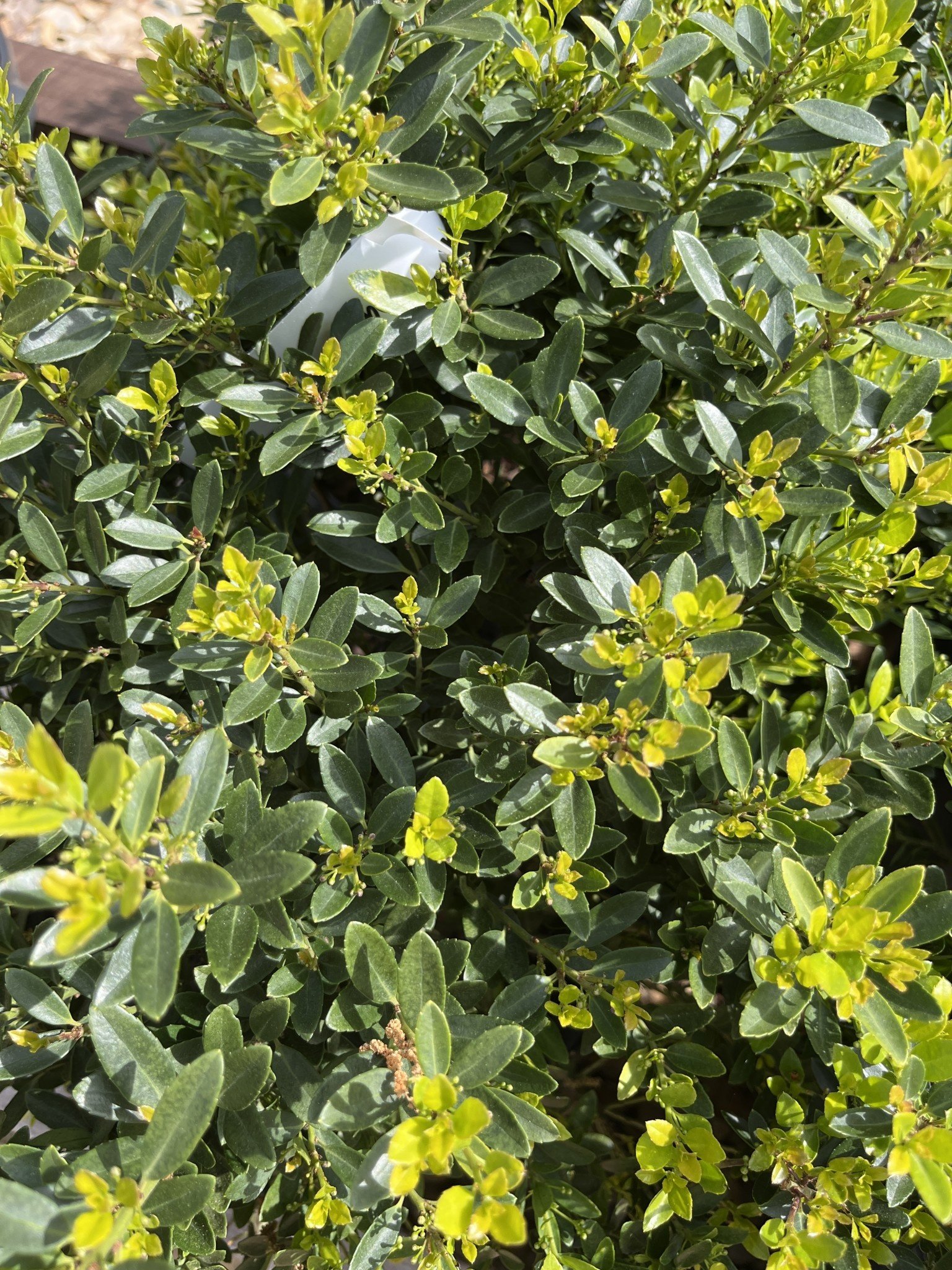 Holly, Ilex crenata 'Hoogendorn' 3G