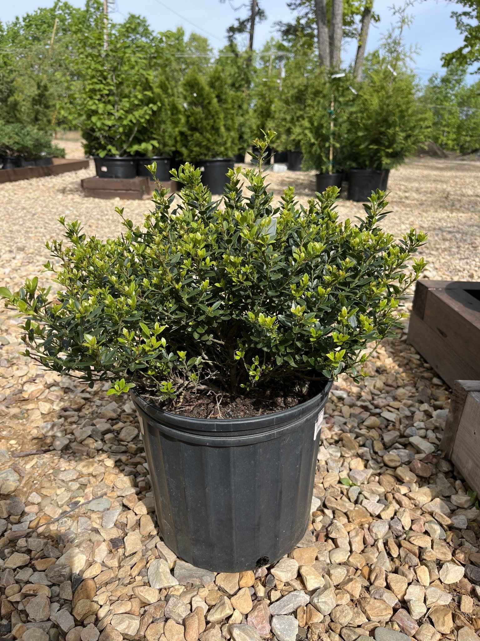 Holly, Ilex crenata 'Hoogendorn' 3G