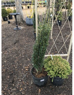 Holly, Ilex crenata 'Sky Pencil' 3G