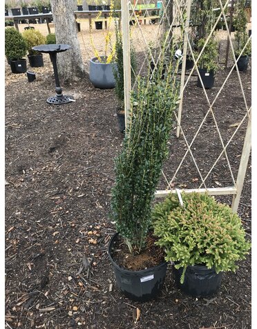 Holly, Ilex crenata 'Sky Pencil' 3G