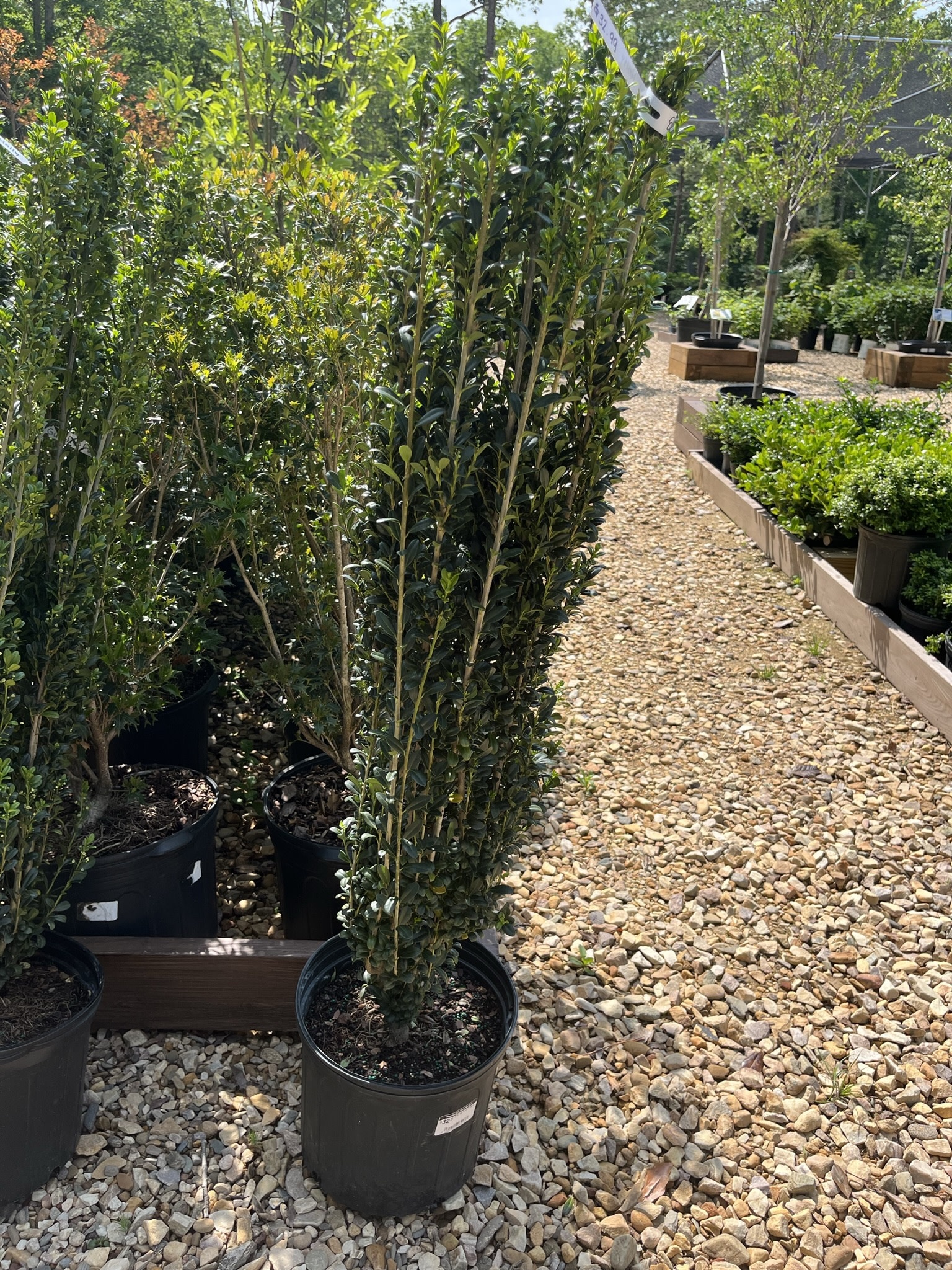 Holly, Ilex crenata 'Sky Pencil' 3G