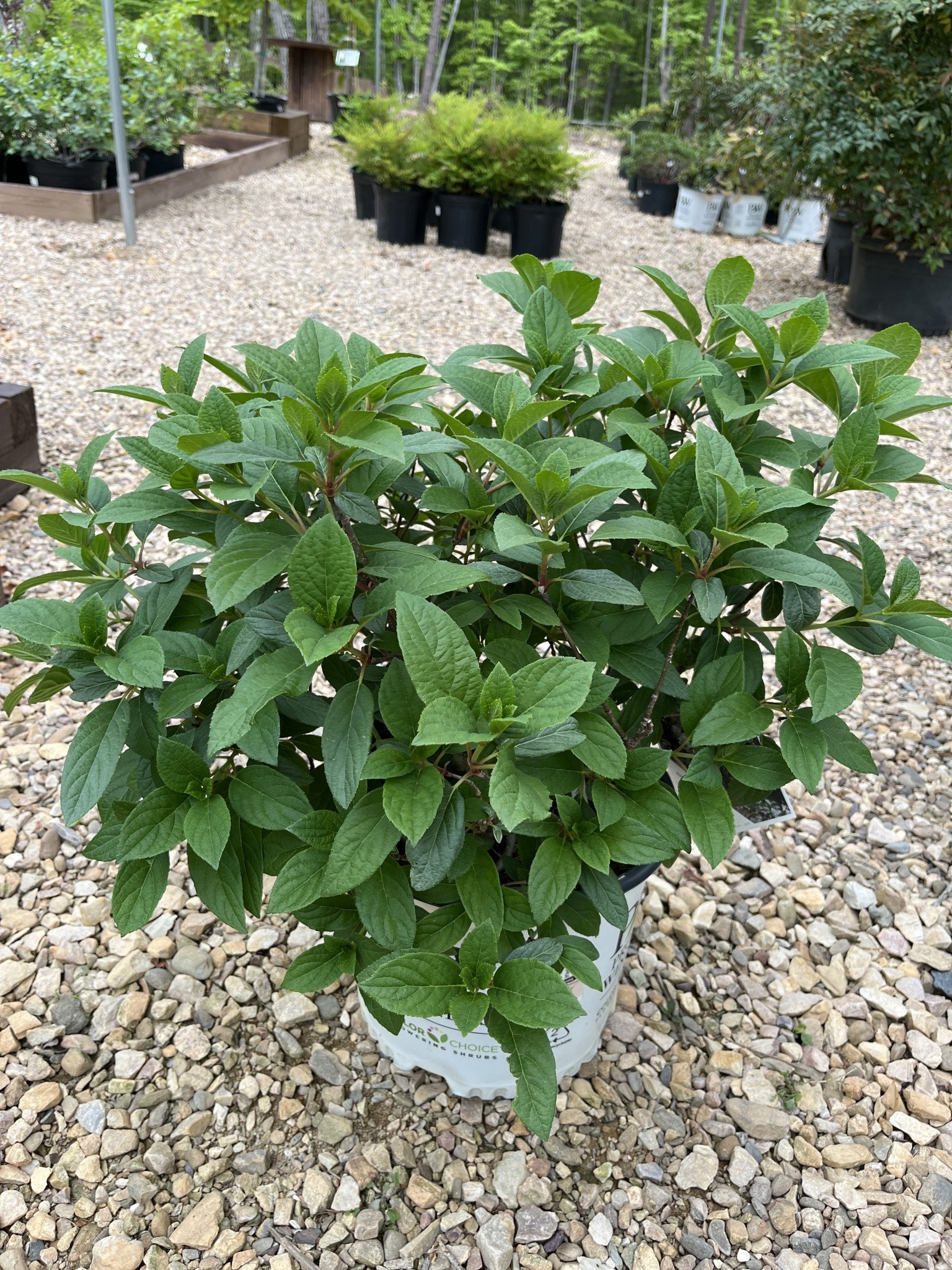 Hydrangea, Hydrangea paniculata 'SMHPLQF' Little Quick Fire® 3G