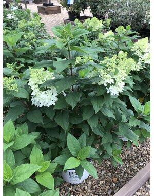 Hydrangea, Hydrangea paniculata 'SMNHPM' Quick Fire Fab® 3G