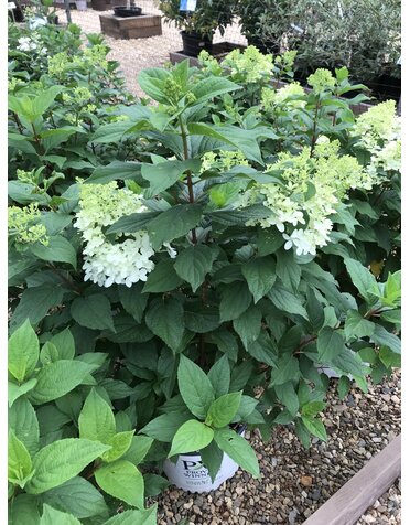 Hydrangea, Hydrangea paniculata 'SMNHPM' Quick Fire Fab® 3G