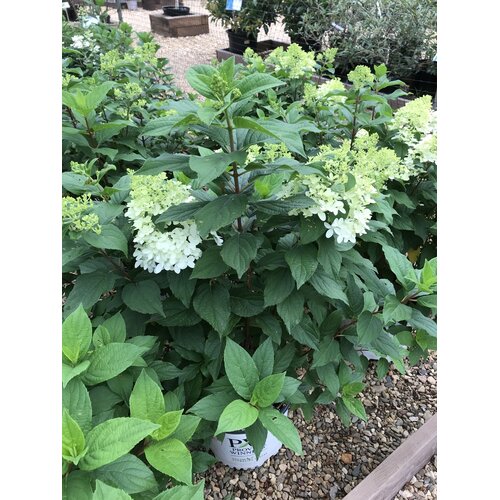 Hydrangea, Hydrangea paniculata 'SMNHPM' Quick Fire FabÂ® 3G
