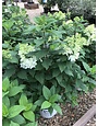Hydrangea, Hydrangea paniculata 'SMNHPM' Quick Fire Fab® 3G