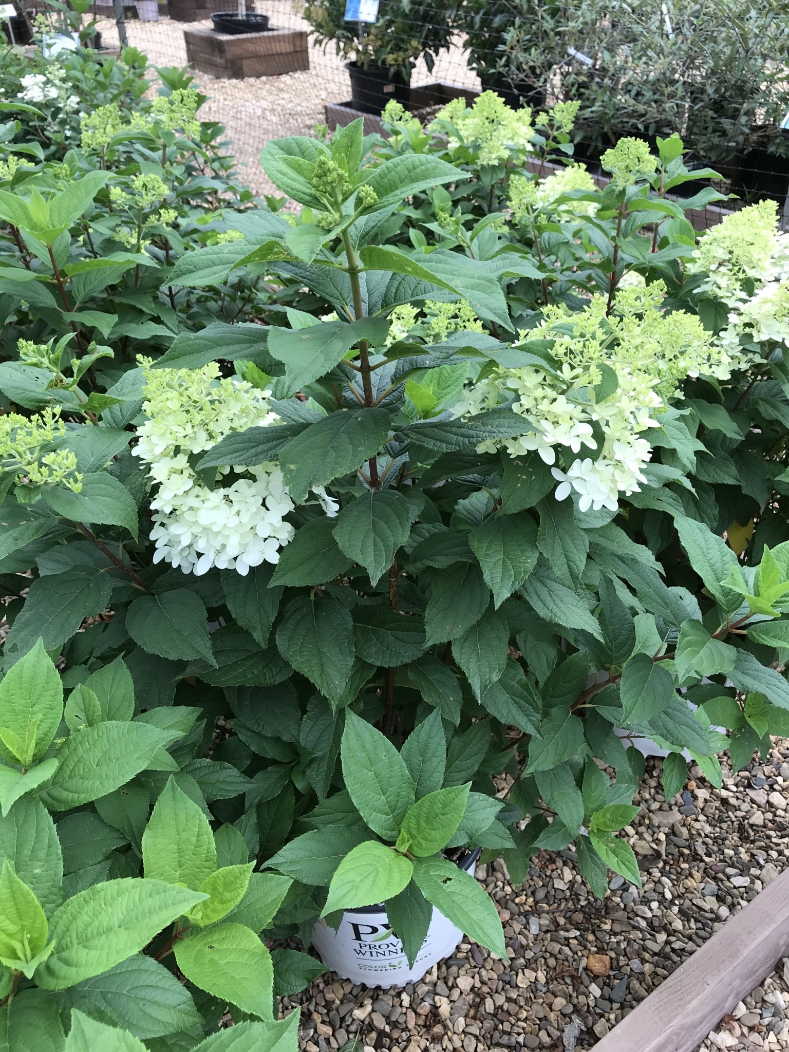 Hydrangea, Hydrangea paniculata 'SMNHPM' Quick Fire Fab® 3G