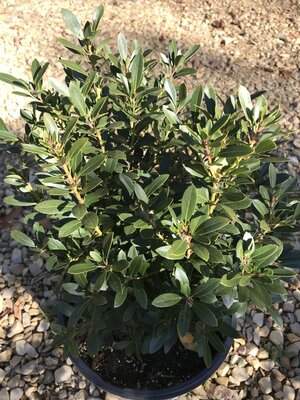 Proven Winner Holly, Ilex glabra 'ILEXFARROWTRACEY' StrongboxÂ® (Inkberry) 3G