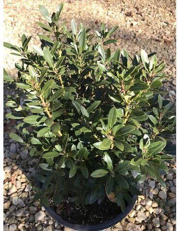 Proven Winner Holly, Ilex glabra 'ILEXFARROWTRACEY' Strongbox® (Inkberry) 3G