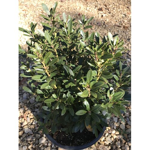 Proven Winner Holly, Ilex glabra 'ILEXFARROWTRACEY' StrongboxÂ® (Inkberry) 3G