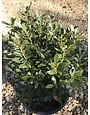 Proven Winner Holly, Ilex glabra 'ILEXFARROWTRACEY' Strongbox® (Inkberry) 3G