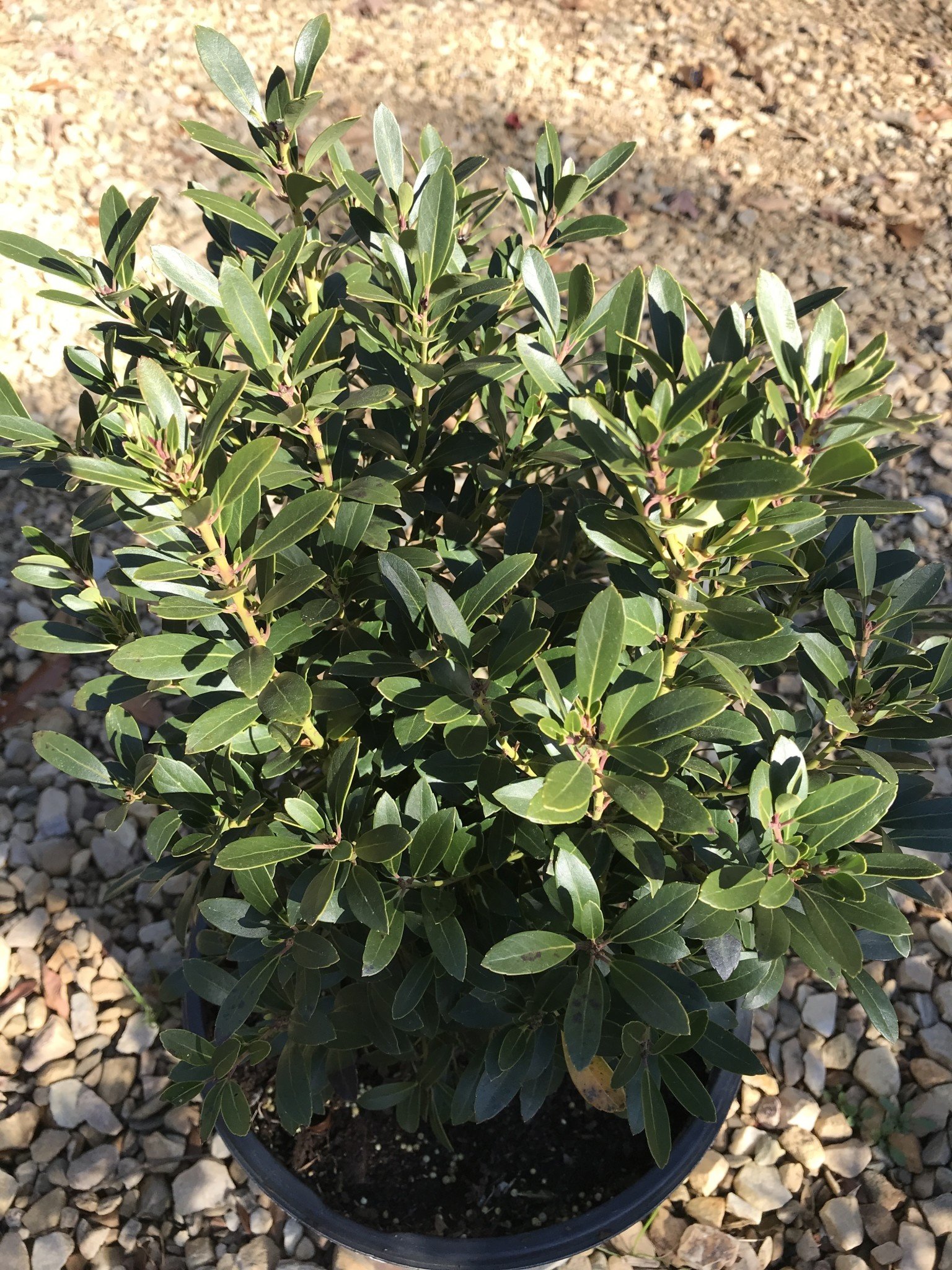 Proven Winner Holly, Ilex glabra 'ILEXFARROWTRACEY' Strongbox® (Inkberry) 3G