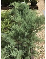 Juniper, Juniperus virginiana 'Grey Owl' 3G NATIVE