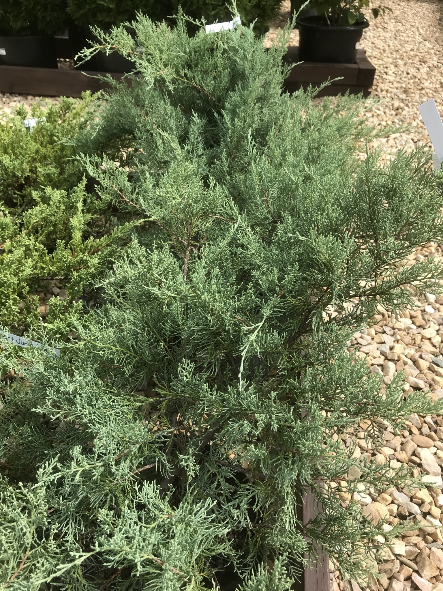Juniper, Juniperus virginiana 'Grey Owl' 3G NATIVE