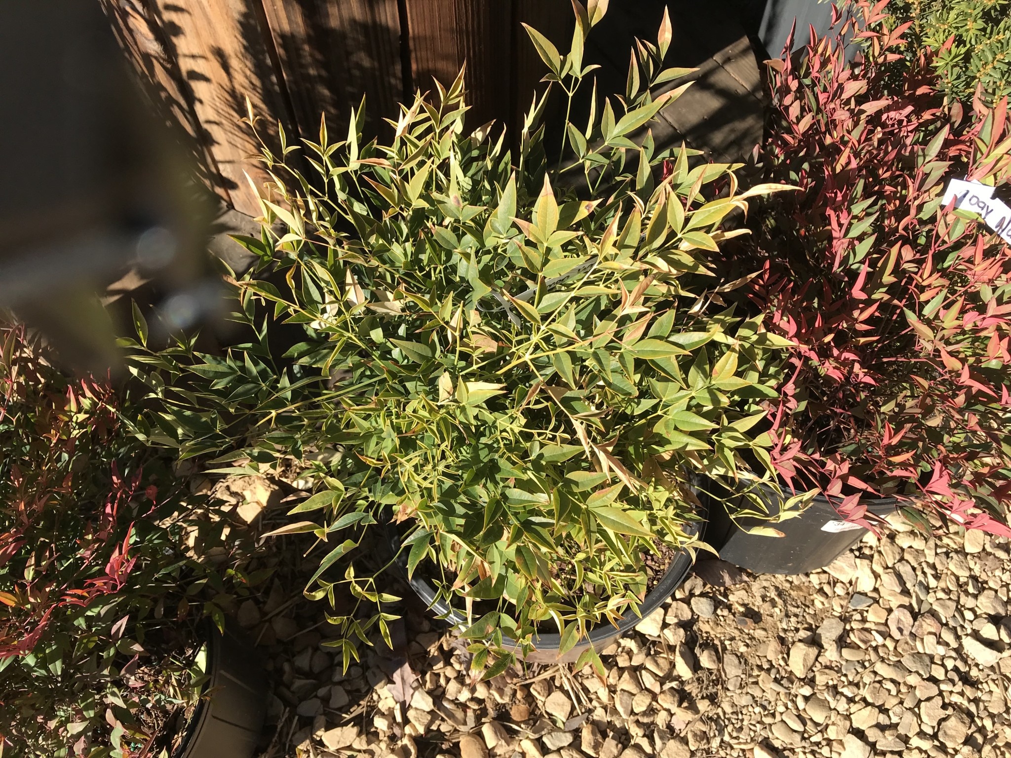 Nandina, Nandina domestica 'Lemon-Lime' PP24749 3G