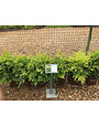 Nandina, Nandina domestica 'Lemon-Lime' PP24749 3G
