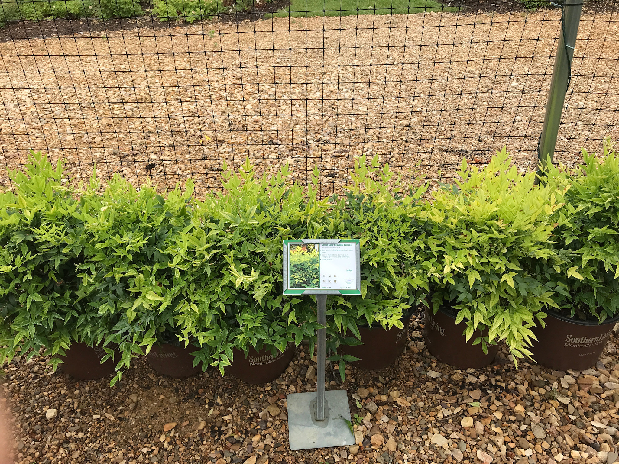 Nandina, Nandina domestica 'Lemon-Lime' PP24749 3G