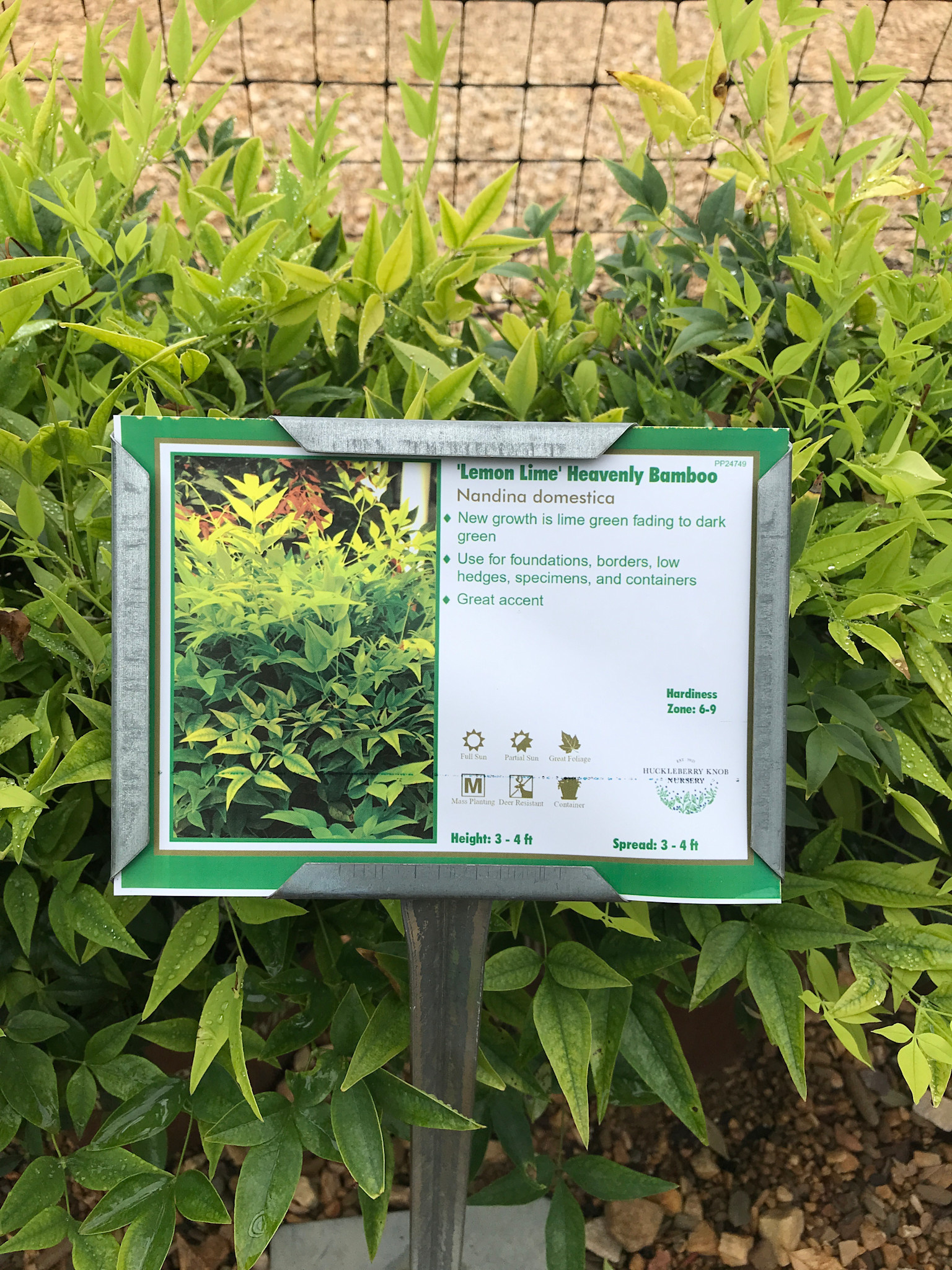 Nandina, Nandina domestica 'Lemon-Lime' PP24749 3G