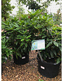 Rhododendron, Rhododendron catawbiense 'Chionoides' (White) 5G