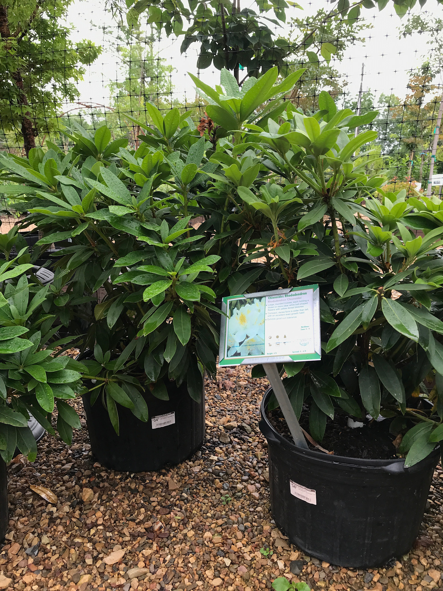 Rhododendron, Rhododendron catawbiense 'Chionoides' (White) 5G