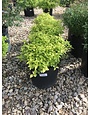 Goldmound Spirea -Spirea japonica 'Goldmound'