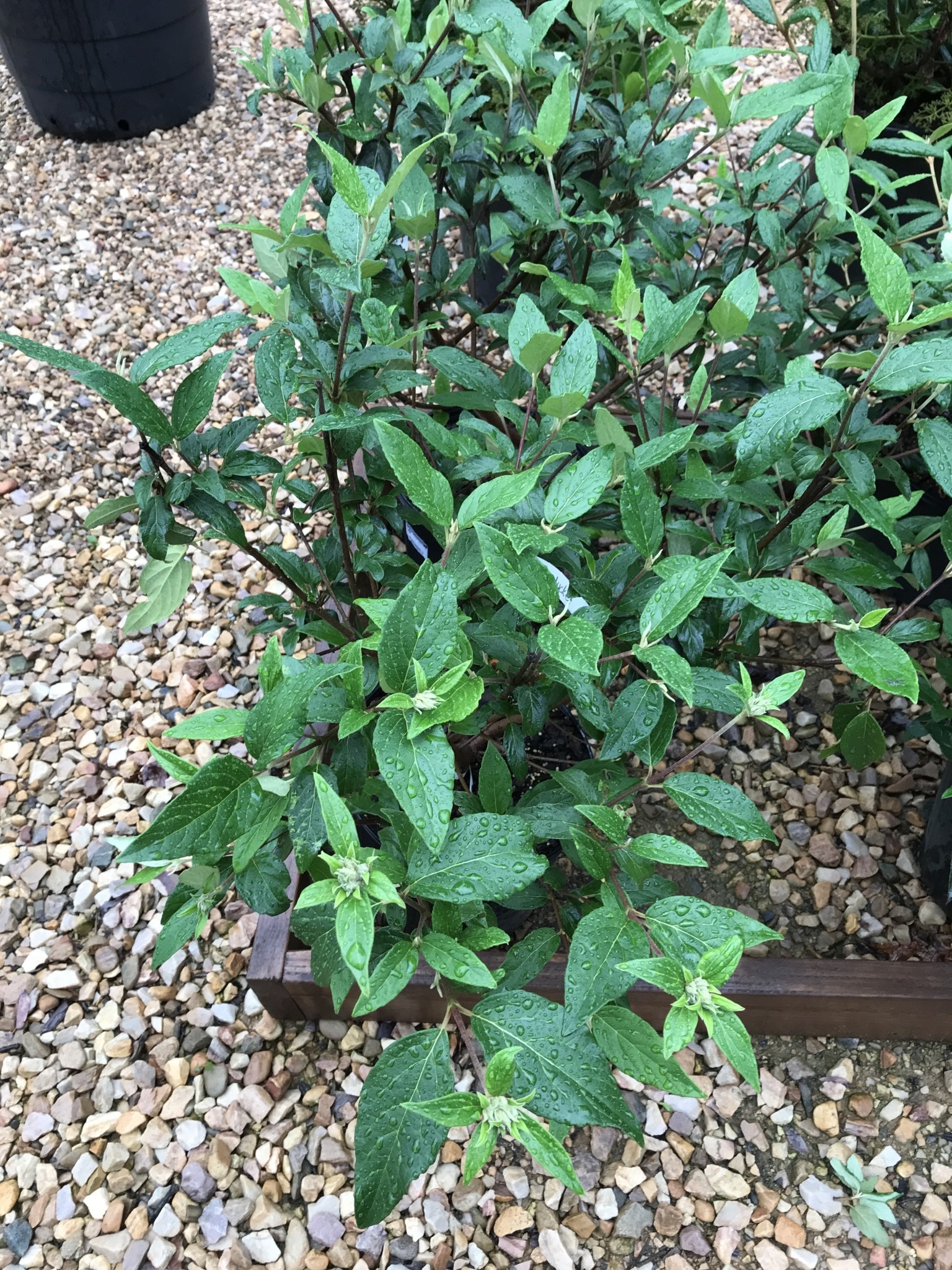 Viburnum, Viburnum x 'Nantucket' 5G