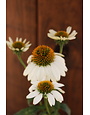 Coneflower, Echinacea purpurea 'PowWow® White' 1G