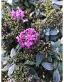 Pugster Butterfly Bush, Buddleia x 'SMNBDB' Pugster Pinker® 3G