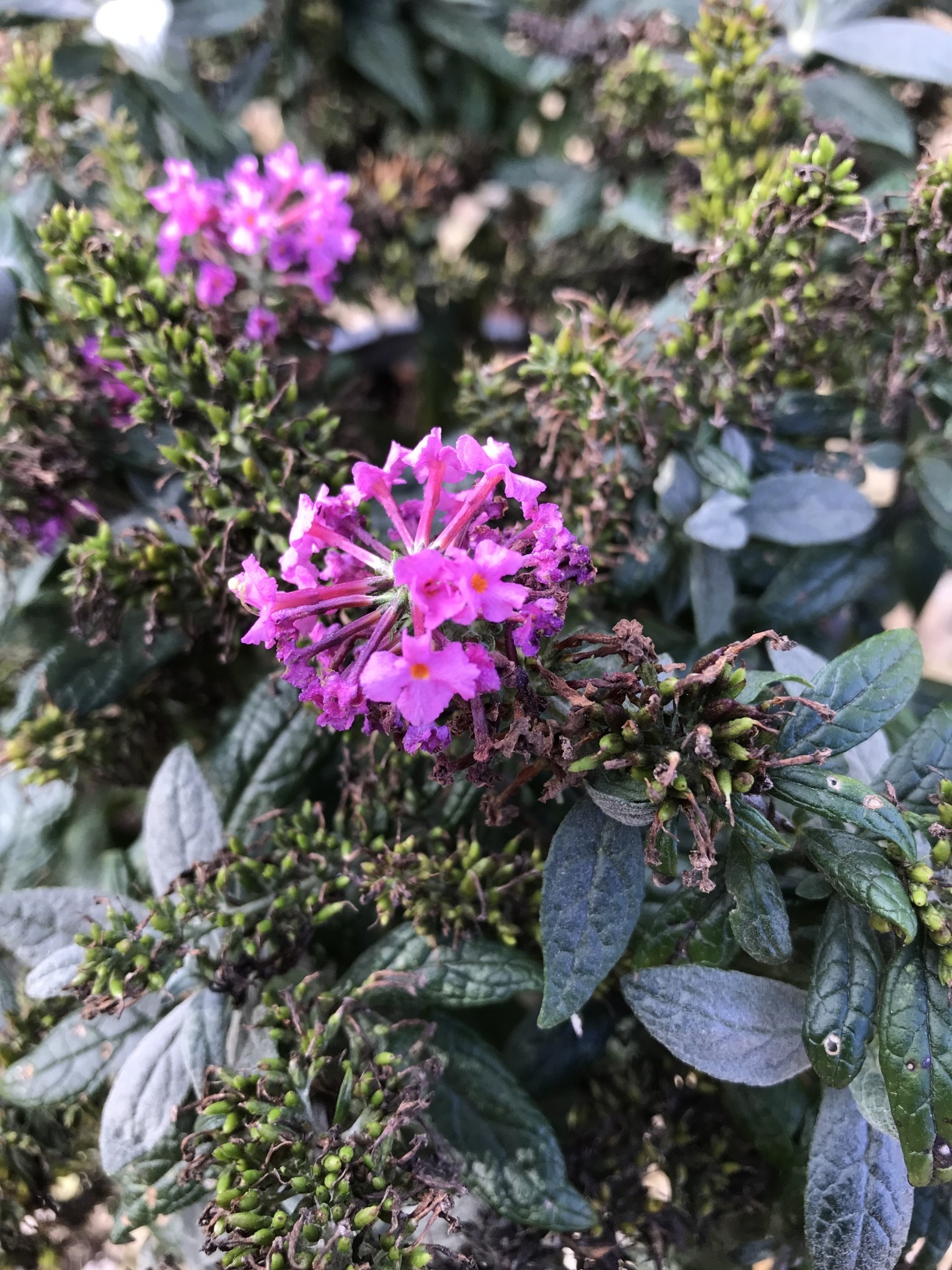 Pugster Butterfly Bush, Buddleia x 'SMNBDB' Pugster Pinker® 3G