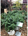 Pugster Butterfly Bush, Buddleia x 'SMNBDB' Pugster Pinker® 3G
