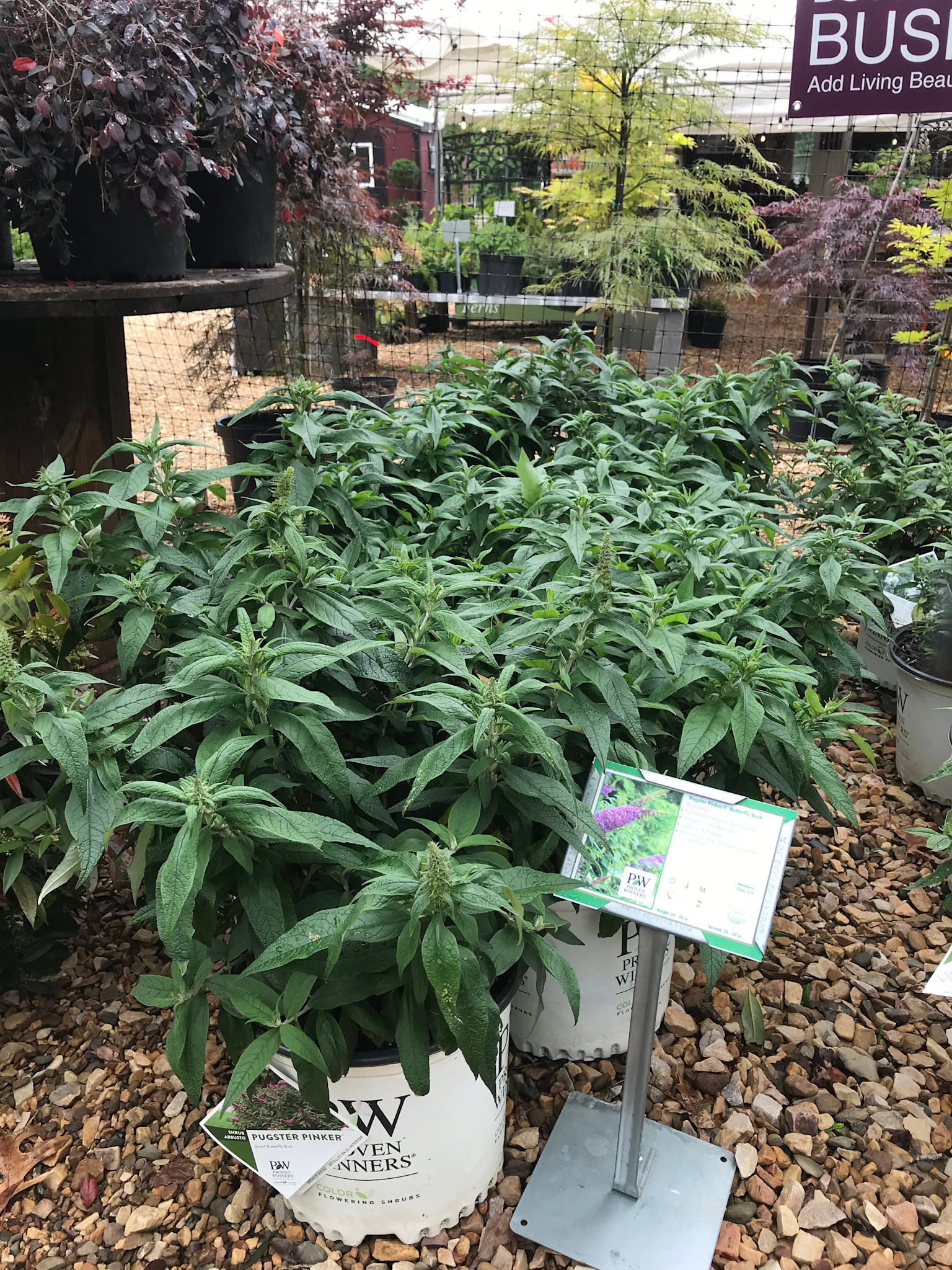 Pugster Butterfly Bush, Buddleia x 'SMNBDB' Pugster Pinker® 3G